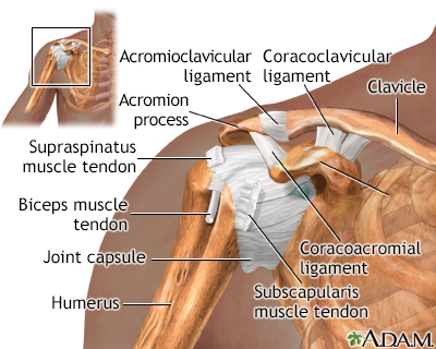 shoulder anatomy ligaments