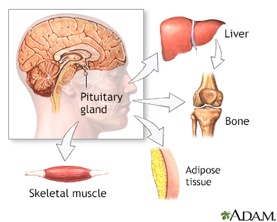 Growth hormone stimulation test - series - Presentation Thumbnail
                    