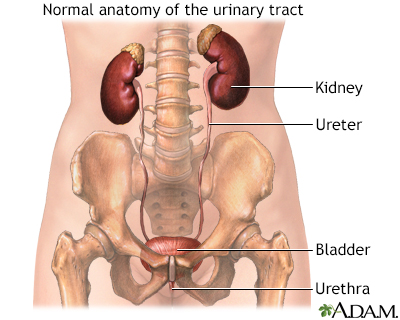 Osmolality urine - series - Illustration Thumbnail              