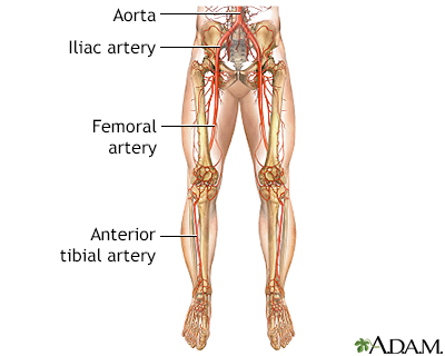 Healthy legs: Preventing circulation problems on the job - Vital Record