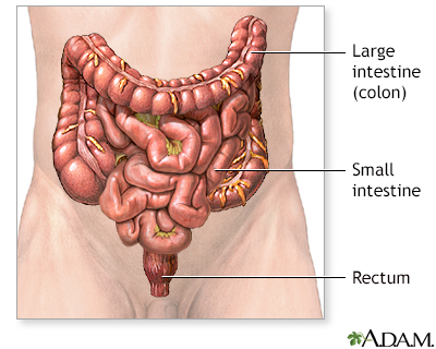 How Long Are Your Intestines? Length of Small and Large Intestines