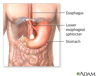 Normal anatomy