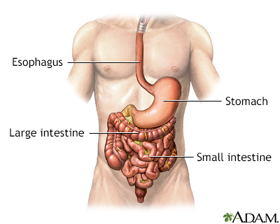 The Stomach Series