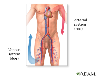Venous thrombosis - series - Illustration Thumbnail
              