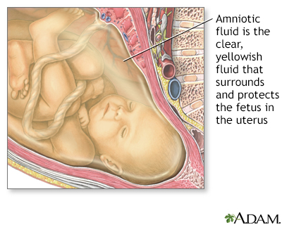 Amniotic fluid - Illustration Thumbnail                    