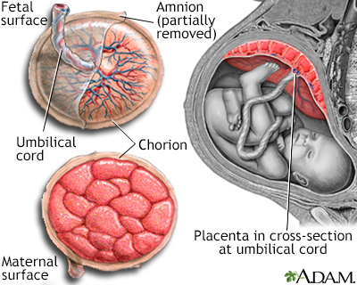 Anatomy of a normal placenta - Illustration Thumbnail
              