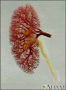 Kidney - blood and urine flow - Illustration Thumbnail              