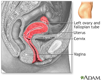 Side sectional view of female reproductive system - Illustration Thumbnail              