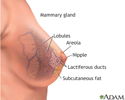 Mammary gland - Illustration Thumbnail              