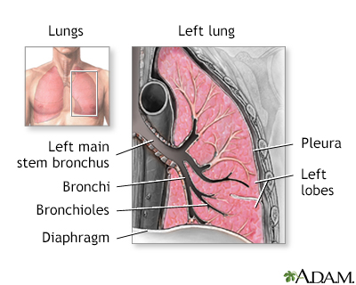 Lung anatomy - Illustration Thumbnail              