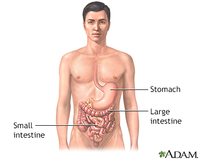 Gastrointestinal anatomy - Illustration Thumbnail
              