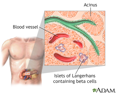 Islets of Langerhans - Illustration Thumbnail
              