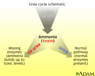 Urea cycle - Illustration Thumbnail
                      