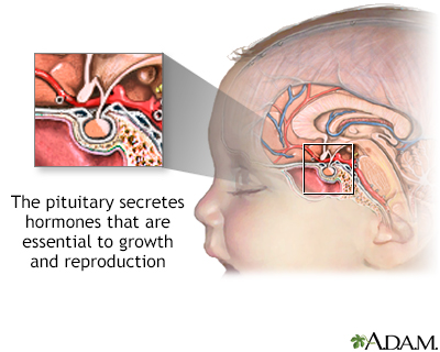 Medical Education Chart Biology Pitutary Gland Stock Vector (Royalty Free)  645657694 | Shutterstock