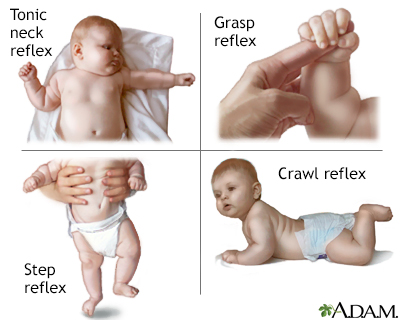 Infantile reflexes - Illustration Thumbnail
              