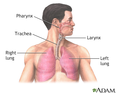 Normal lung anatomy - Illustration Thumbnail              