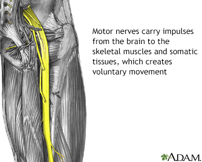 Motor nerves - Illustration Thumbnail
                      