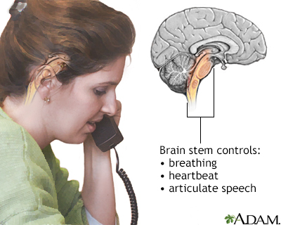 Brainstem function - Illustration Thumbnail
