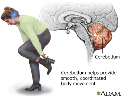 Cerebellum - function - Illustration Thumbnail
              