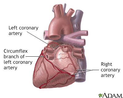 Posterior heart arteries - Illustration Thumbnail
                      