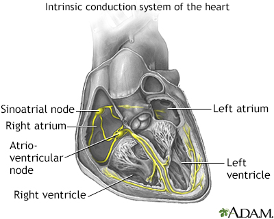 Système de conduction du coeur