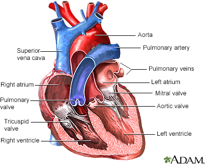 Heart valves - anterior view - Illustration Thumbnail              