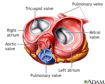 Heart valves - superior view - Illustration Thumbnail              