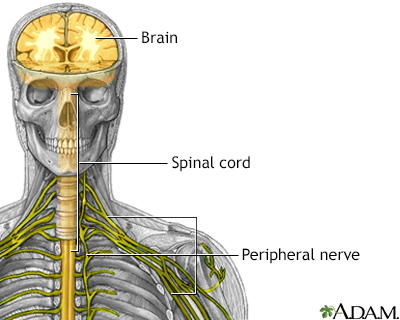 Nervous system - Illustration Thumbnail
              
