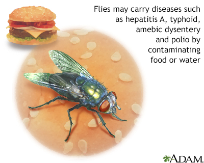 Hepatitis A - Illustration Thumbnail              