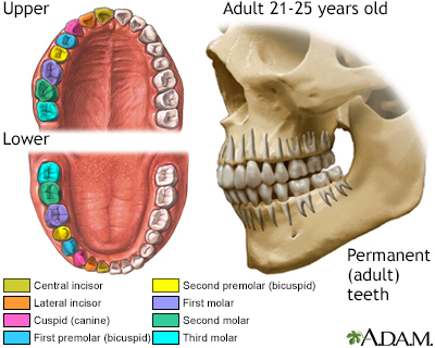 Development of permanent teeth - Illustration Thumbnail
              