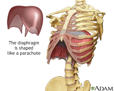 Diaphragm - Illustration Thumbnail
              