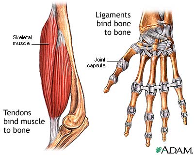 Tendon vs. ligament - Illustration Thumbnail
              