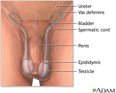 healthy human testicles