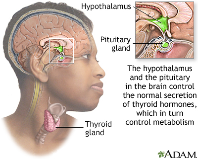 Brain-thyroid link - Illustration Thumbnail              