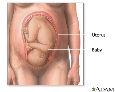 Your baby in the birth canal Information