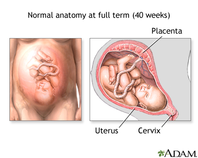 Vaginal birth - series - normal anatomy - Presentation Thumbnail
              