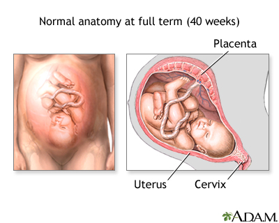 Vaginal birth - series - normal anatomy - Presentation Thumbnail
                    