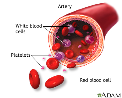 red blood cells and white blood cells difference