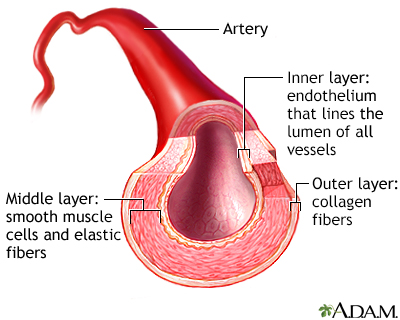 Artery cut section - Illustration Thumbnail
                      