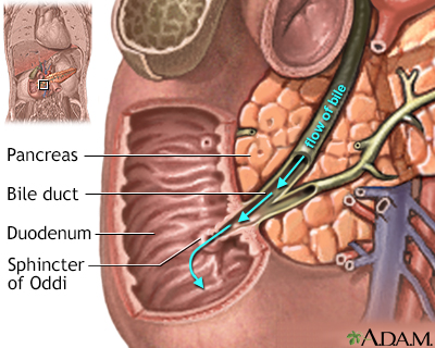 bile duct