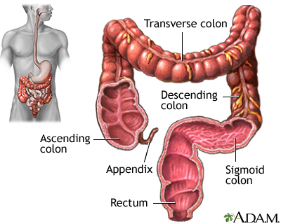 Large intestine (colon) - Illustration Thumbnail              