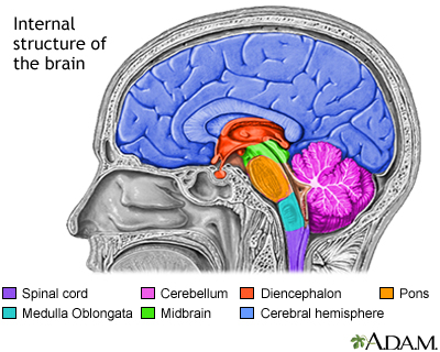 Brain structures - Illustration Thumbnail              