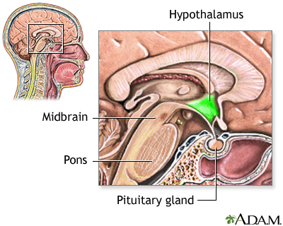 Hypothalamus - Illustration Thumbnail
              