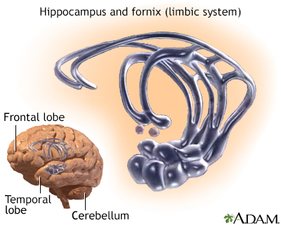 Limbic system - Illustration Thumbnail
                      