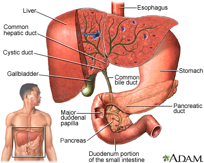 anatomy of liver and gallbladder