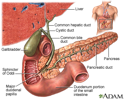 Gallbladder - Illustration Thumbnail