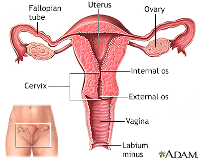 Uterus - Illustration Thumbnail              