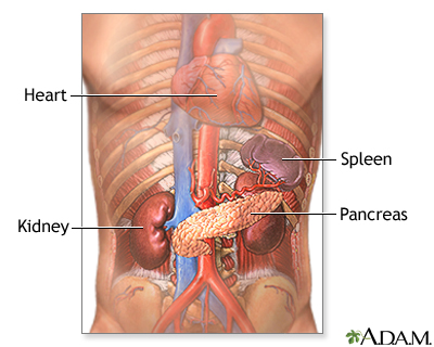 Pancreas and kidneys - Illustration Thumbnail