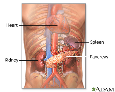 Pancreas and kidneys - Illustration Thumbnail
              