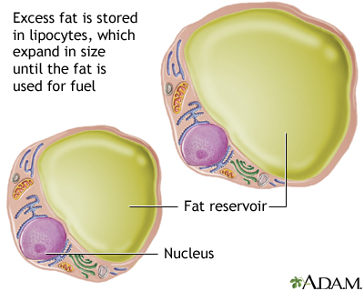 Lipocytes (fat cells) - Illustration Thumbnail
                      